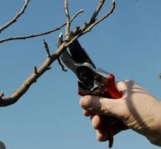 Der Baum sagt Danke für gekonnte Pflege