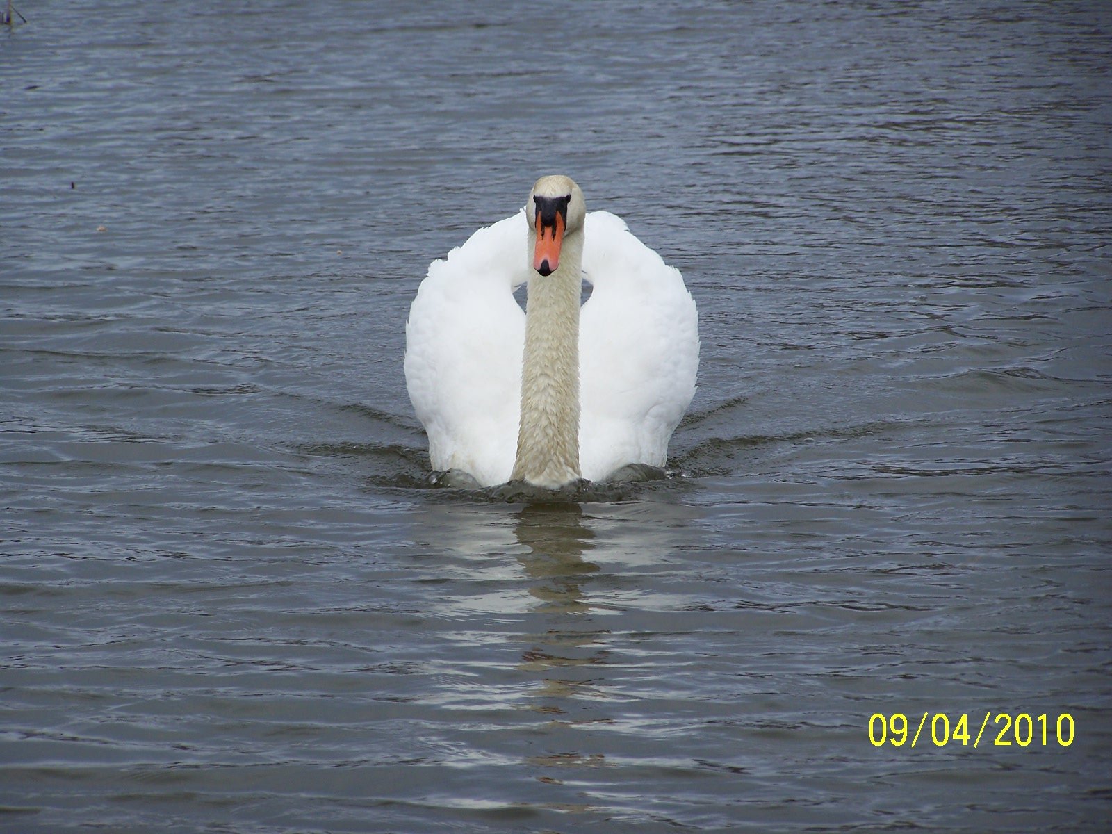 Eigenwilliger Schwan. Bild: Rainer Ginnuth
